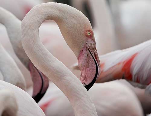 Wedding Photography Guide